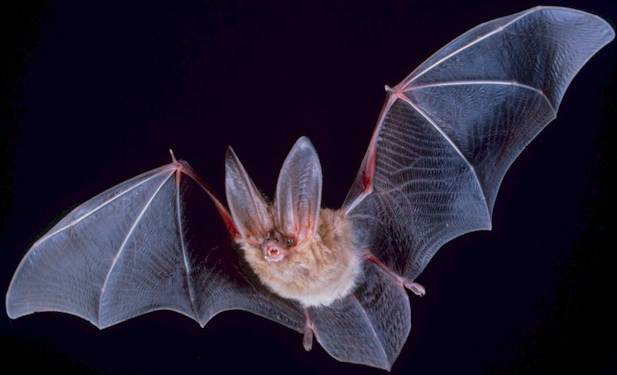 Pensez chauve-souris ! Pensez chauve-souris !