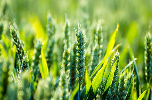 L’agriculture française face aux défis de sa transformation. L’agriculture française face aux défis de sa transformation.
