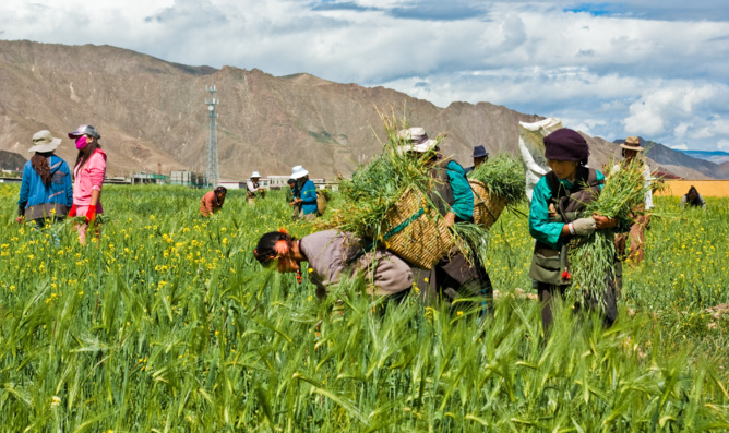 Agriculture durable : les multinationales et les petits exploitants peuvent-ils avancer ensemble ?