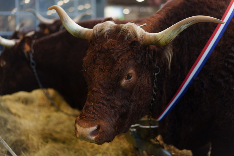 Le Salon de l'agriculture : un rideau politique face à l'impuissance de la France vis-à-vis de l'UE Le Salon de l'agriculture : un rideau politique face à l'impuissance de la France vis-à-vis de l'UE